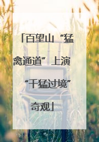百望山“猛禽通道”上演“千猛过境”奇观