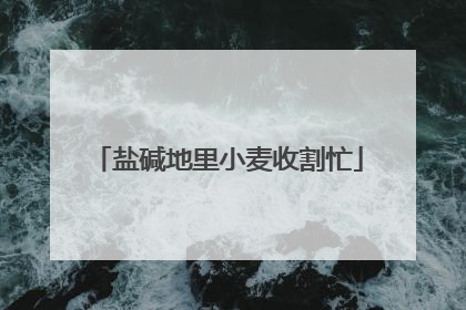 盐碱地里小麦收割忙