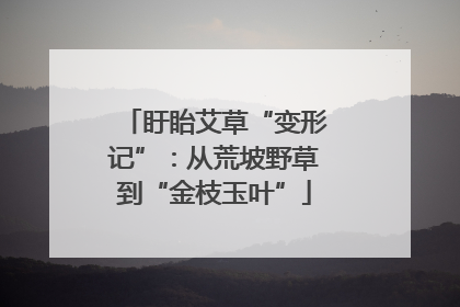 盱眙艾草“变形记”：从荒坡野草到“金枝玉叶”