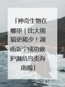 神奇生物在哪里｜比大熊猫更稀少！湖南新宁成功救护濒危鸟类海南鳽