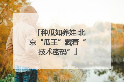 种瓜如养娃 北京“瓜王”藏着“技术密码”