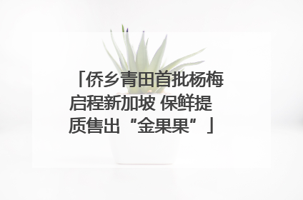 侨乡青田首批杨梅启程新加坡 保鲜提质售出“金果果”