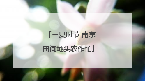 三夏时节 南京田间地头农作忙