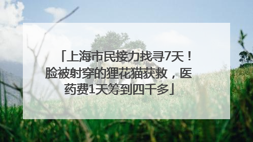 上海市民接力找寻7天！脸被射穿的狸花猫获救，医药费1天筹到四千多
