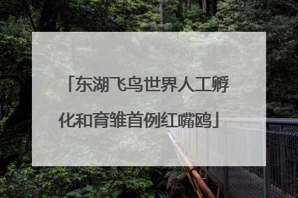 东湖飞鸟世界人工孵化和育雏首例红嘴鸥