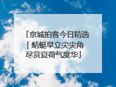 京城拍客今日精选｜蜻蜓早立尖尖角 尽赏夏荷气度华