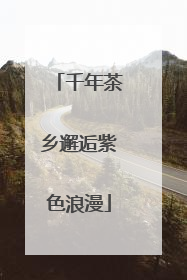 千年茶乡邂逅紫色浪漫