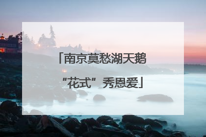 南京莫愁湖天鹅“花式”秀恩爱