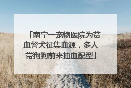 南宁一宠物医院为贫血警犬征集血源，多人带狗狗前来抽血配型