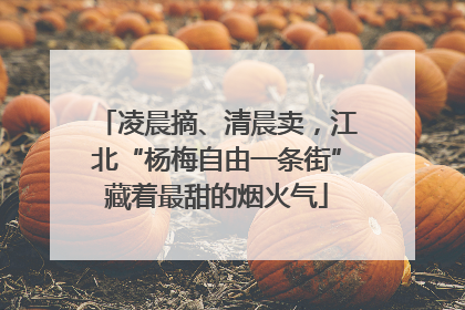 凌晨摘、清晨卖，江北“杨梅自由一条街”藏着最甜的烟火气