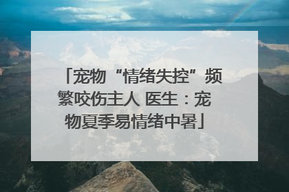 宠物“情绪失控”频繁咬伤主人 医生:宠物夏季易情绪中暑