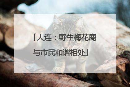 大连：野生梅花鹿与市民和谐相处