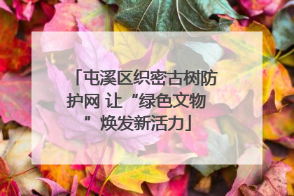 屯溪区织密古树防护网 让“绿色文物”焕发新活力