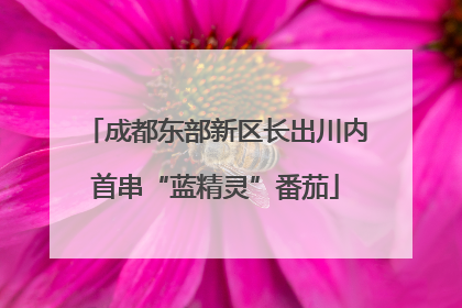 成都东部新区长出川内首串“蓝精灵”番茄