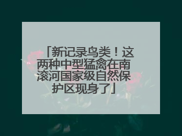新记录鸟类！这两种中型猛禽在南滚河国家级自然保护区现身了