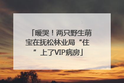 暖哭！两只野生萌宝在抚松林业局“住”上了VIP病房