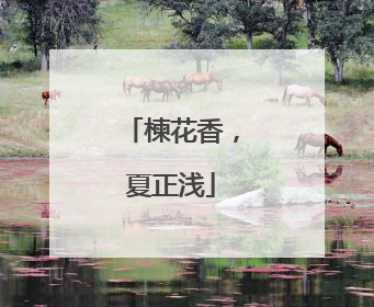 楝花香，夏正浅