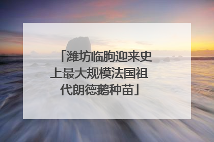 潍坊临朐迎来史上最大规模法国祖代朗德鹅种苗