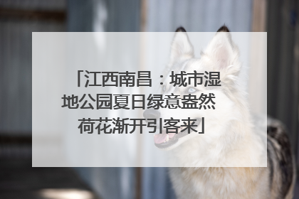 江西南昌：城市湿地公园夏日绿意盎然 荷花渐开引客来