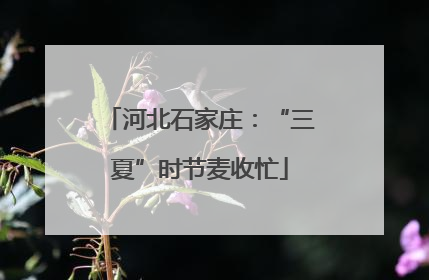 河北石家庄：“三夏”时节麦收忙