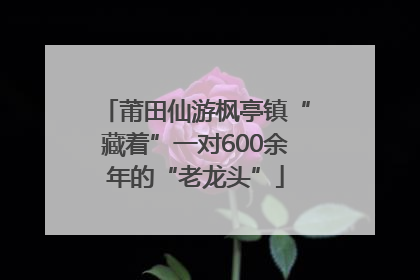 莆田仙游枫亭镇“藏着”一对600余年的“老龙头”