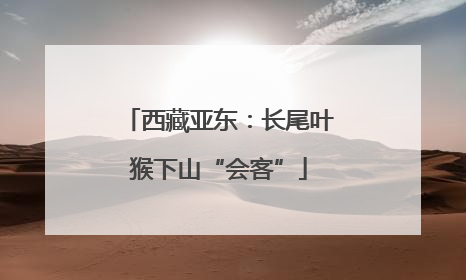 西藏亚东：长尾叶猴下山“会客”