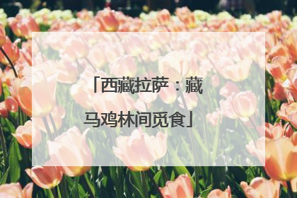 西藏拉萨：藏马鸡林间觅食