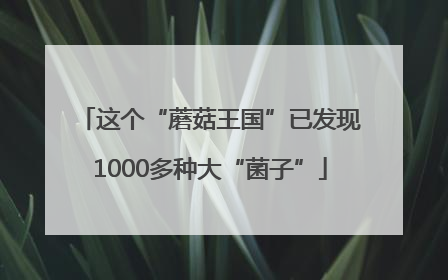 这个“蘑菇王国”已发现1000多种大“菌子”