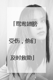 鸳鸯翅膀受伤，他们及时救助