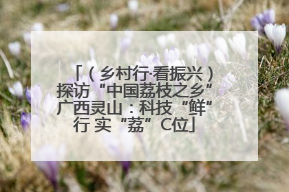 （乡村行·看振兴）探访“中国荔枝之乡”广西灵山：科技“鲜”行 实“荔”C位